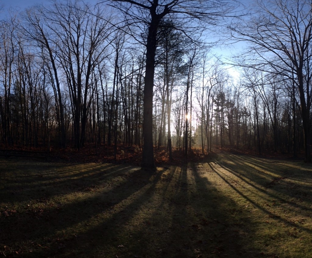 Sunrise in the yard 2011